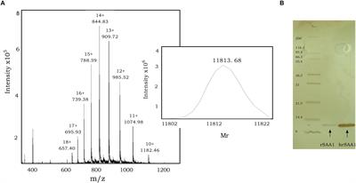 Serum Amyloid A1 (SAA1) Revisited: Restricted Leukocyte-Activating Properties of Homogeneous SAA1